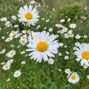 Meet your Posher, Olann